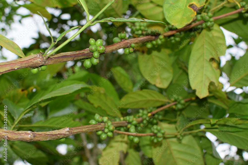 Unripe green coffee berry fruits attached to stem of the tree. close up Unripe green coffee berry fruits attached to stem of the tree. close up