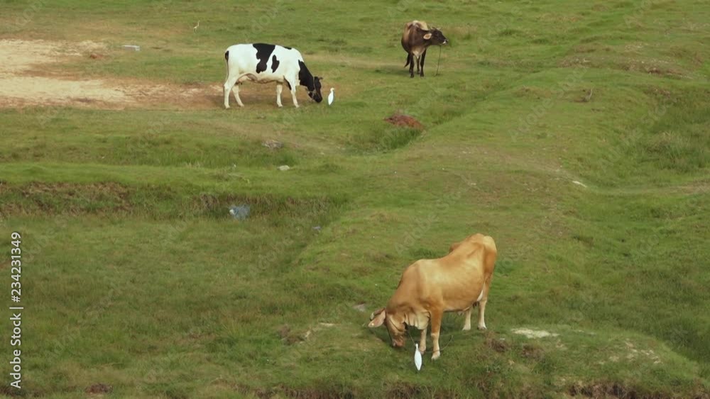 A high angle, steady shot with three cattle gracefully eating side by side with white birds. A high angle, steady shot with three cattle gracefully eating side by side with white birds.