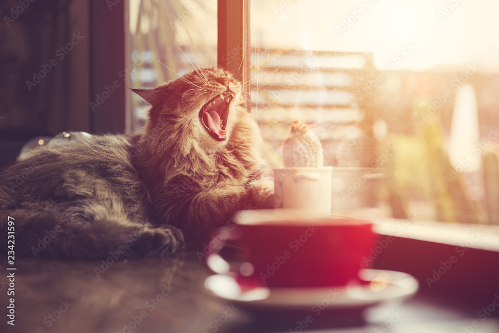 Fototapeta premium lazy cat yawning with morning sunshine from windows with coffee cup vintage beautiful pet.
