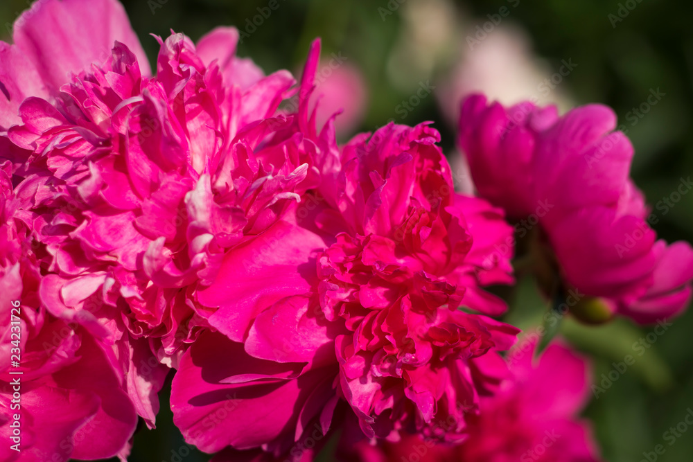 Paeonia Sarah Bernhardt,Paeonia lactiflora Paeonia Sarah Bernhardt,Paeonia lactiflora