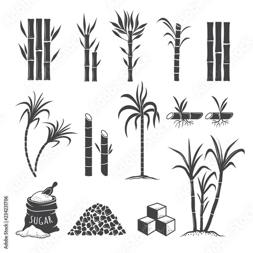 Sugarcane farm symbols. Sweets field plant harvest milling vector colored illustrations isolated on white background. Sugarcane sweet, sugar cane harvest photo