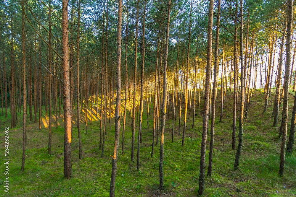 forest forest