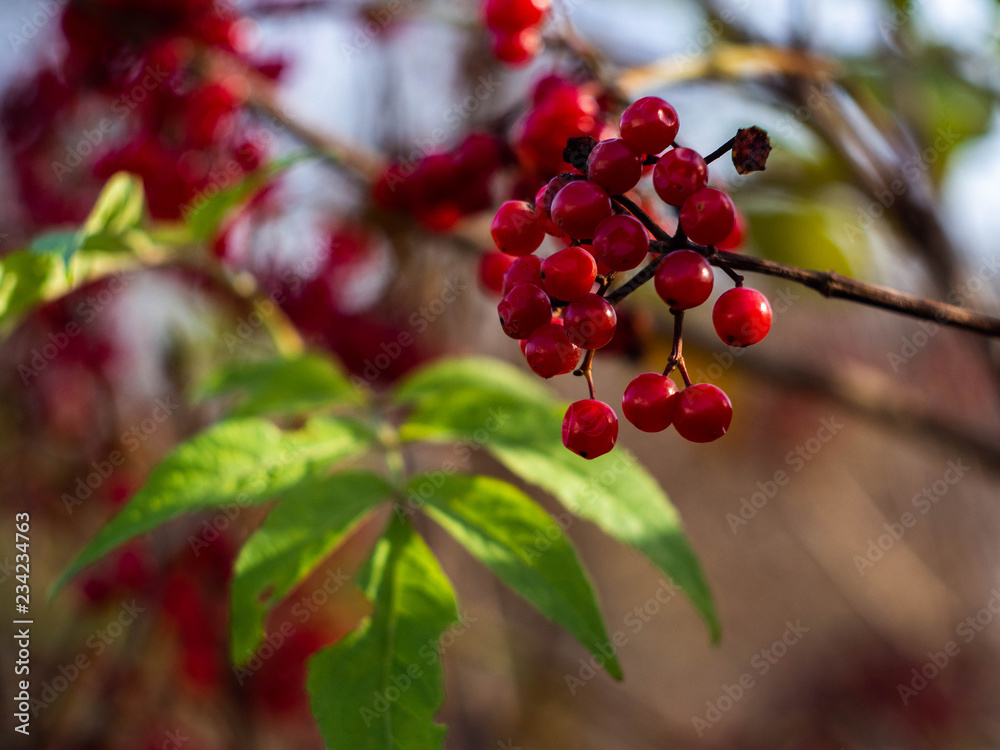 Red viburnum branch in the garden. Bunch of red viburnum berries on a branch.Viburnum shrub, with ripe clusters of viburnum berries. Autumn background, blur, bokeh. Red viburnum branch in the garden. Bunch of red viburnum berries on a branch.Viburnum shrub, with ripe clusters of viburnum berries. Autumn background, blur, bokeh.