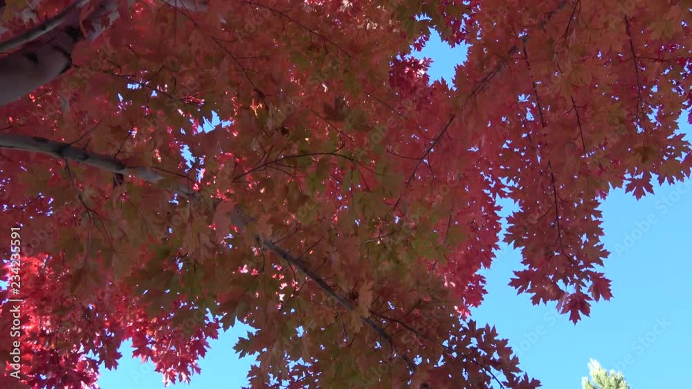 Twisting zoom from trunk to fall foliage branches