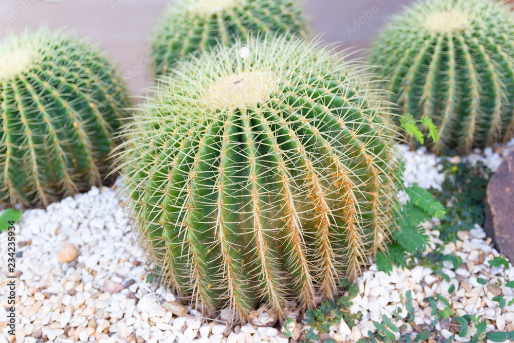 Green Cactus for decoration garden and home
