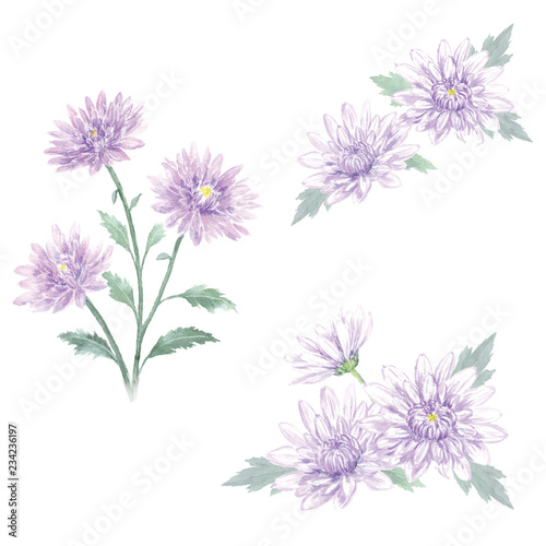 菊の花　セット