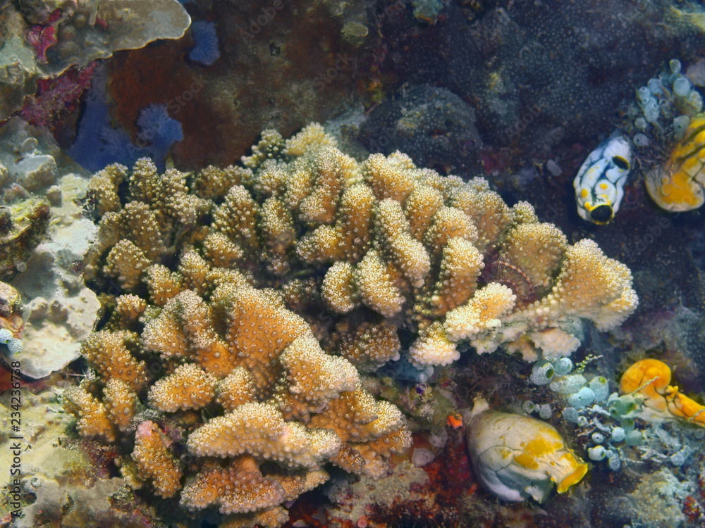 Naklejka premium Stone coral