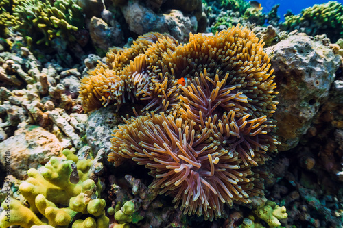 Underwater world with coral reef and fish. Fish clown in anemones.