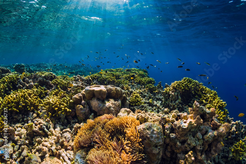 Wild underwater world with corals and tropical fish.