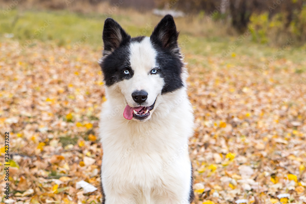 Yakut Husky with blue eyes on an autumn background in the forest Yakut Husky with blue eyes on an autumn background in the forest