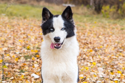 Fototapeta Naklejka Na Ścianę i Meble -  Yakut Husky with blue eyes on an autumn background in the forest