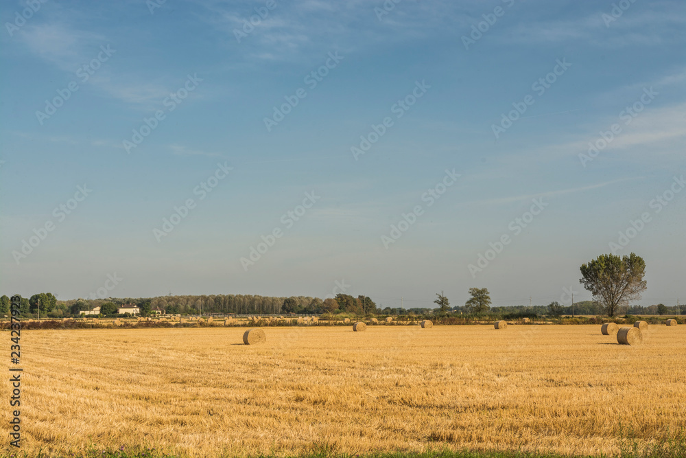 Pavia, Italy - wheat fields, panorama Pavia, Italy - wheat fields, panorama