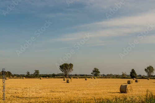 Pavia, Italy - wheat fields, panorama