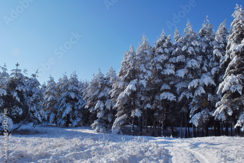 Snowy road in the winter forest