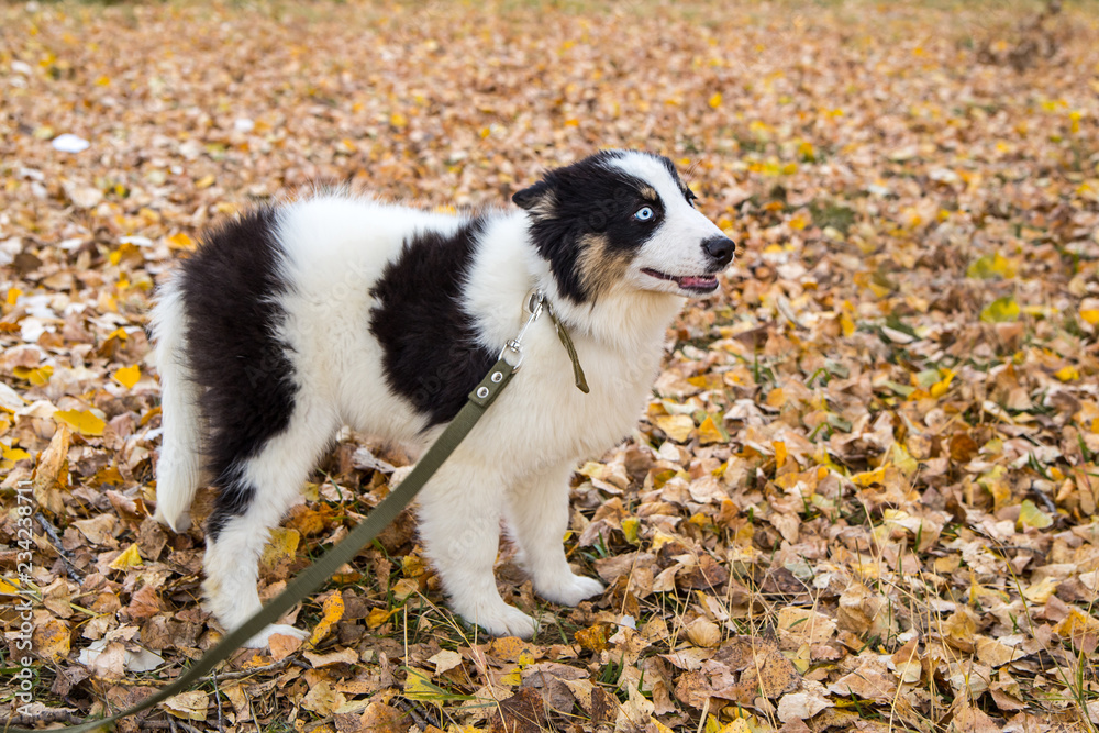 Yakut Husky with blue eyes on an autumn background in the forest Yakut Husky with blue eyes on an autumn background in the forest