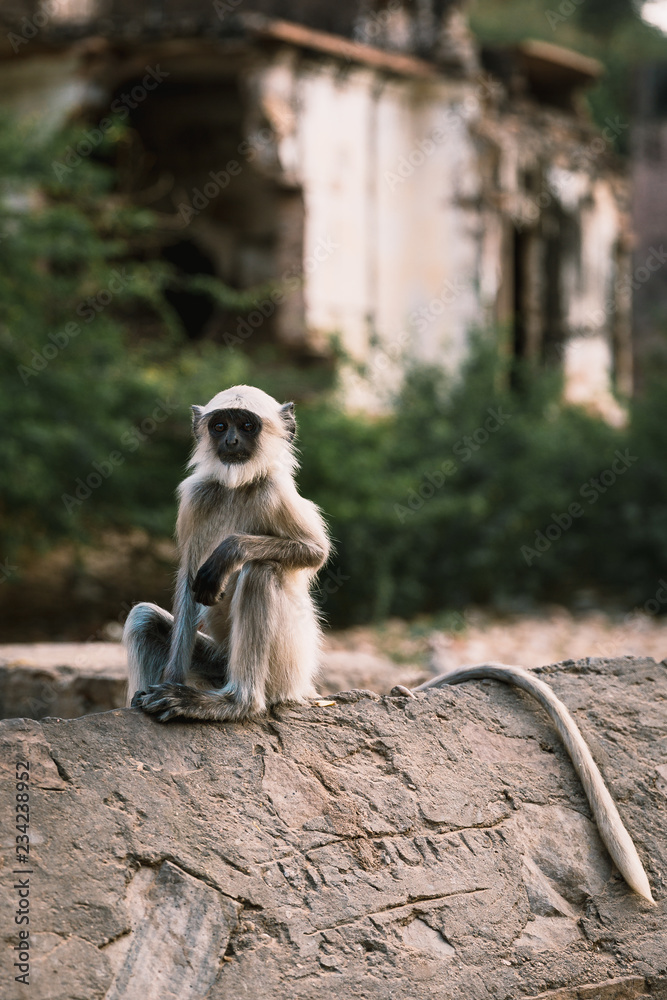 Fototapeta premium Jaipur, Rajasthan