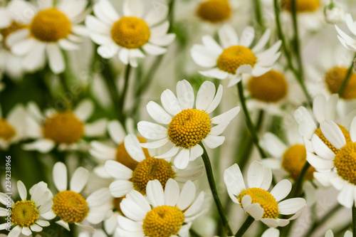 Natural background with daisies.