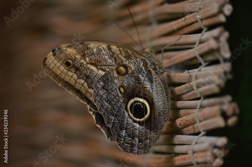 Papillon 