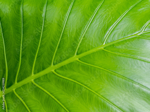 Caladium green leaf texture background.