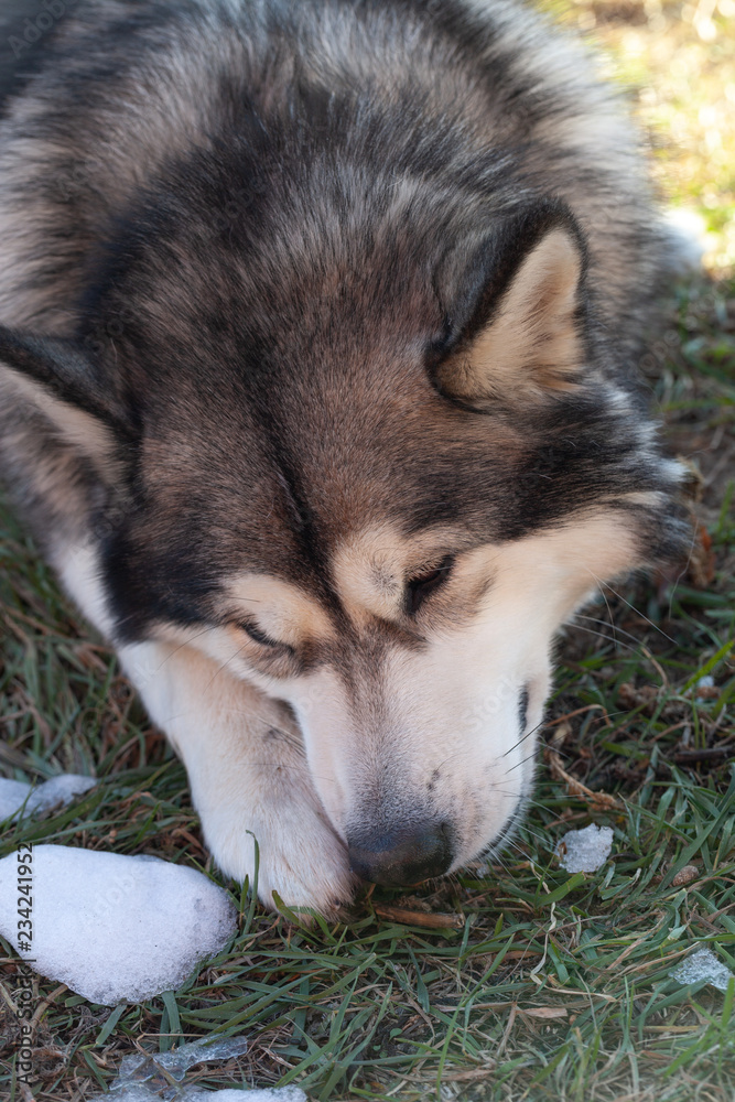 Alaskan Malamute playing with the first snow