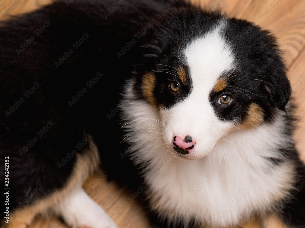 Australian Shepherd purebred puppy, 2 months old looking at camera - close-up portrait. Black Tri color Aussie dog at home.