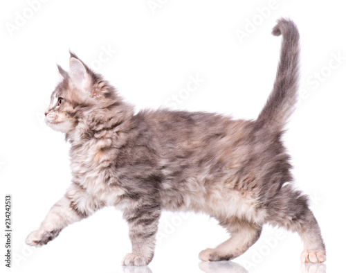 Fototapeta Naklejka Na Ścianę i Meble -  Maine Coon kitten 2 months old. Cat isolated on white background. Portrait of beautiful domestic gray kitty.