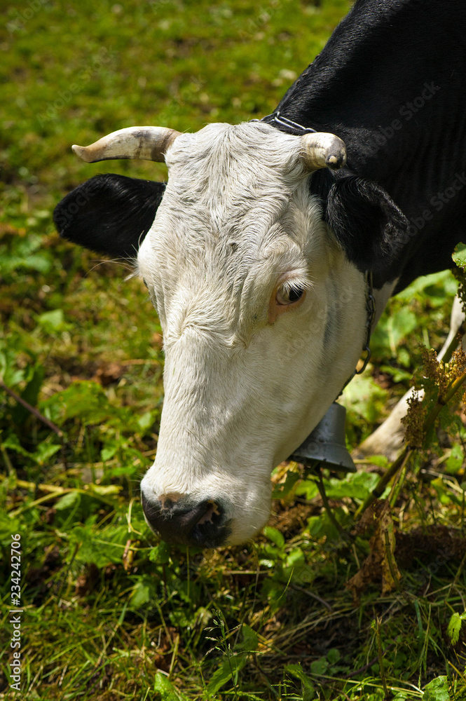 Cows graze in a pasture in the mountains of the Carpathians. Cattle grazing lush green pasture of grass near forest on a beautiful sunny day. Cows graze in a pasture in the mountains of the Carpathians. Cattle grazing lush green pasture of grass near forest on a beautiful sunny day.