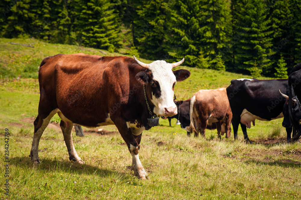Cows graze in a pasture in the mountains of the Carpathians. Cattle grazing lush green pasture of grass near forest on a beautiful sunny day. Cows graze in a pasture in the mountains of the Carpathians. Cattle grazing lush green pasture of grass near forest on a beautiful sunny day.