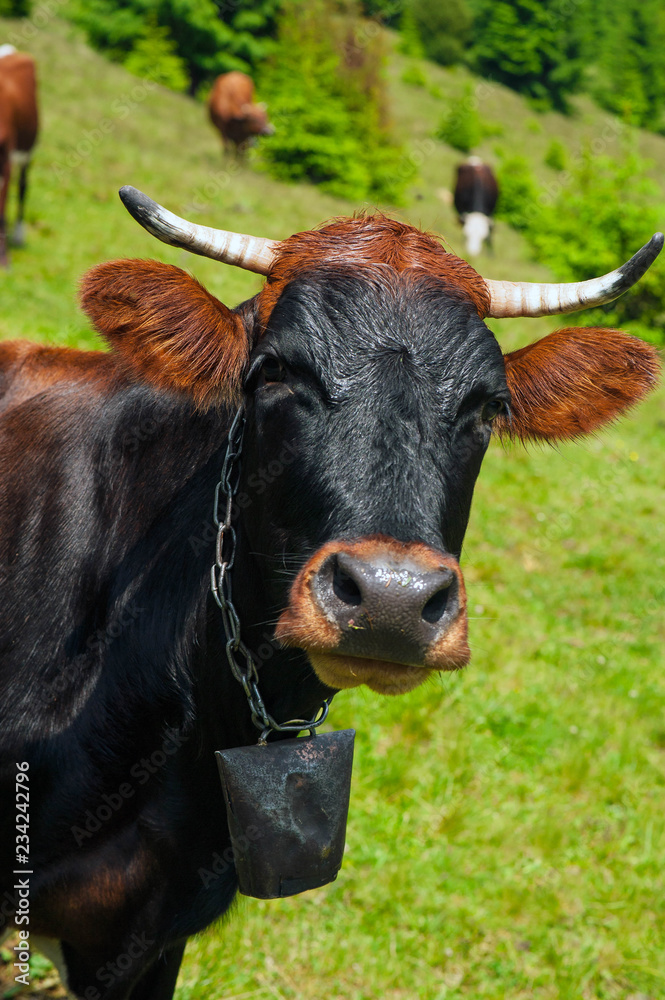 Cows graze in a pasture in the mountains of the Carpathians. Cattle grazing lush green pasture of grass near forest on a beautiful sunny day. Cows graze in a pasture in the mountains of the Carpathians. Cattle grazing lush green pasture of grass near forest on a beautiful sunny day.
