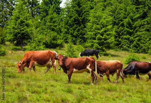 Cows graze in a pasture in the mountains of the Carpathians. Cattle grazing lush green pasture of grass near forest on a beautiful sunny day.