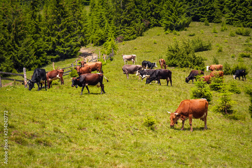 Fototapeta Naklejka Na Ścianę i Meble -  Cows graze in a pasture in the mountains of the Carpathians. Cattle grazing  lush green pasture of grass near forest on a beautiful sunny day.