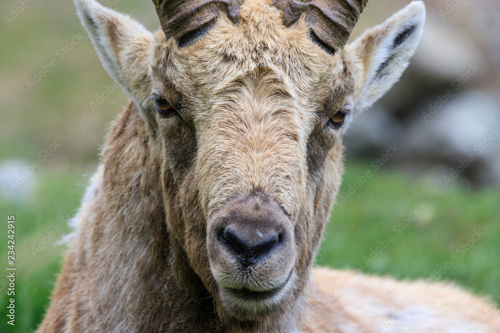 stambecco nel parco nazionale del Gran Paradiso stambecco nel parco nazionale del Gran Paradiso