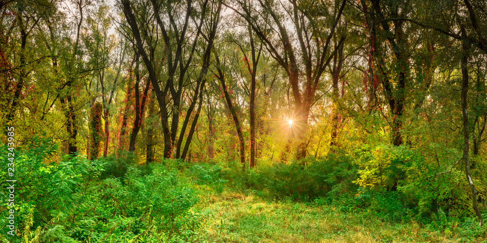 autumn in the forest autumn in the forest