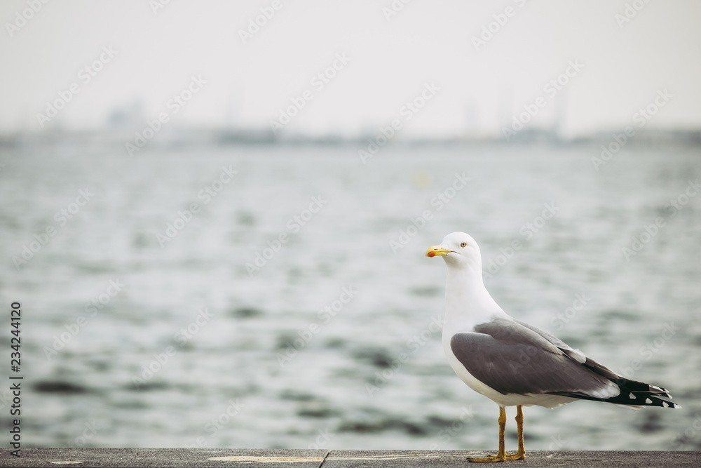 Fototapeta premium Mouette en bord de mer