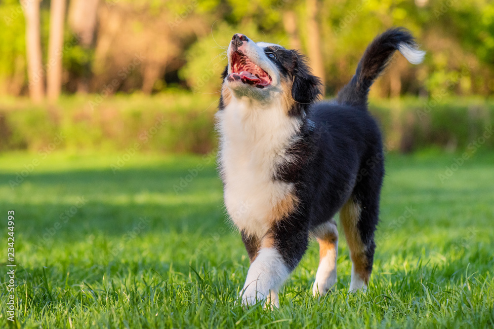 Happy Aussie dog walking at meadow with green grass in summer or spring. Beautiful Australian shepherd puppy 3 months old. Cute dog enjoy playing at park outdoors. Happy Aussie dog walking at meadow with green grass in summer or spring. Beautiful Australian shepherd puppy 3 months old. Cute dog enjoy playing at park outdoors.