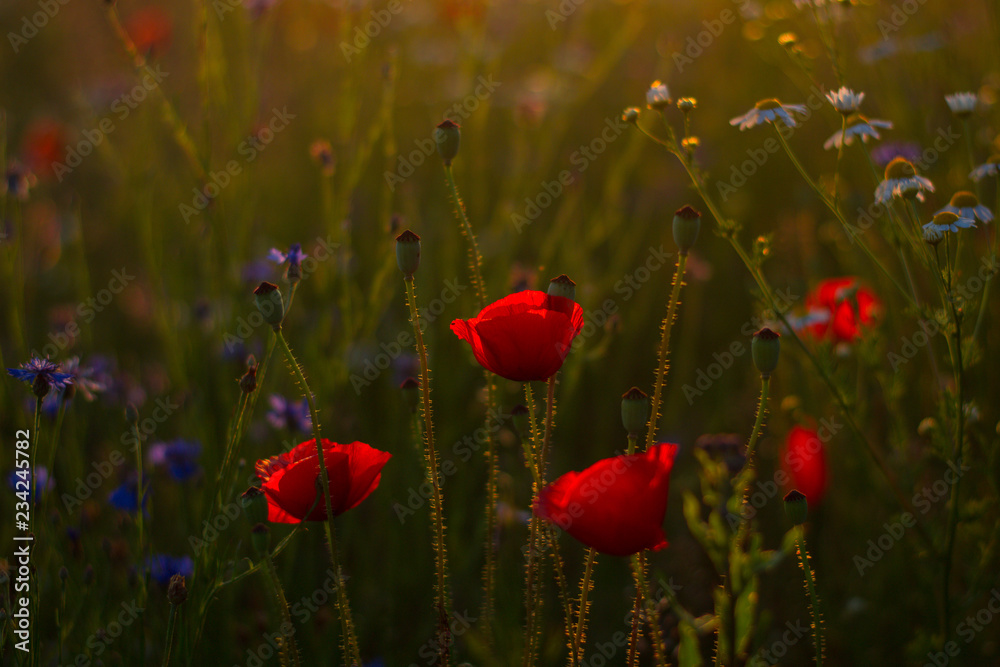Fototapeta premium poppies