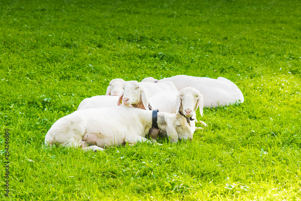 Obraz premium sheep lying in green fields