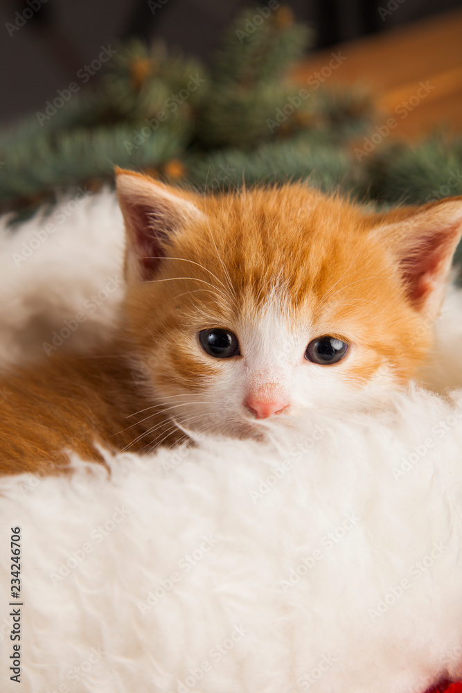 ginger kitten in santa hat against the background of a Christmas tree