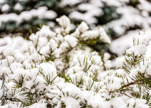 Snow on spruce tree needles with snow in forest, Czech Republic