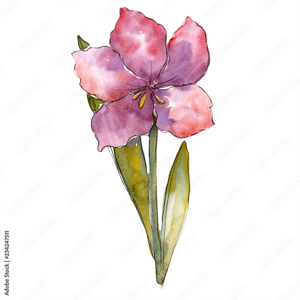 Purple amaryllis flower. Isolated amaryllis illustration element ...