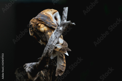 Dramatic night barn owl swiveling head on branch