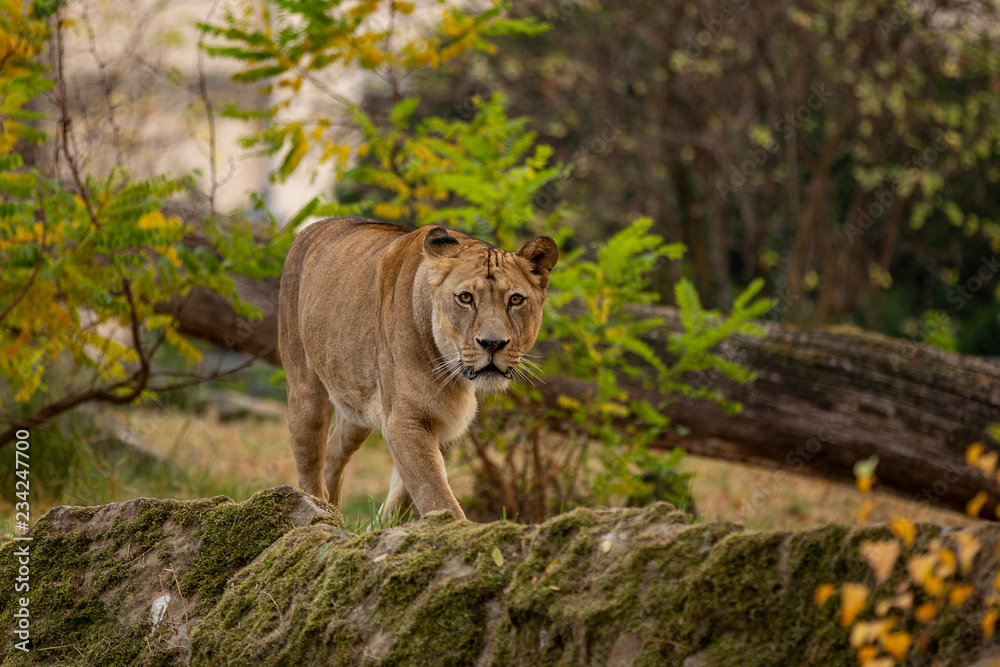 Fototapeta premium Lion Lady