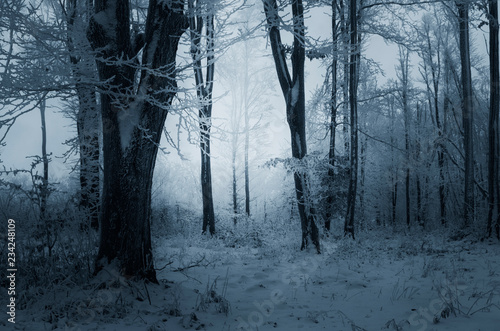 Fototapeta Naklejka Na Ścianę i Meble -  winter evening in snowy woods