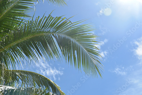 Palm leaves against the sky.