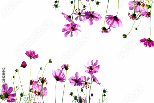 Cosmos flower on white background
