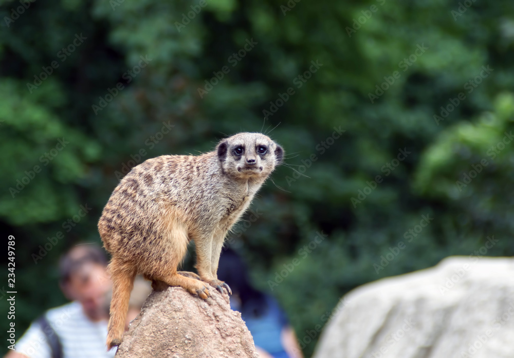 Fototapeta premium Funny animals