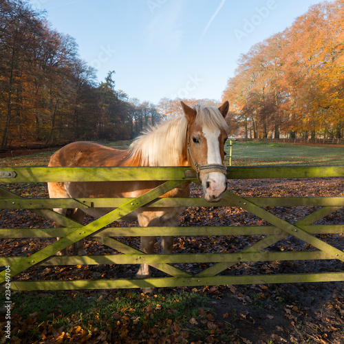 Fototapeta Naklejka Na Ścianę i Meble -  brown horse with white manes in forest meadow during autumn