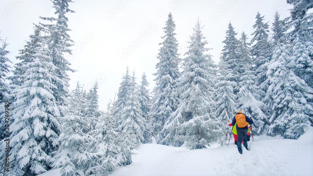 Group of climbers walking the trail in winter mountains. People hiking in beautiful pine forest in mountains