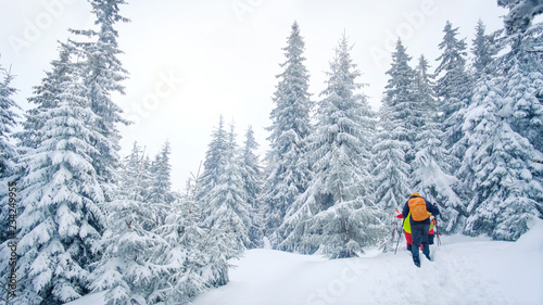 Group of climbers walking the trail in winter mountains. People hiking in beautiful pine forest in mountains