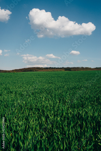 Green meadow under the blue sky